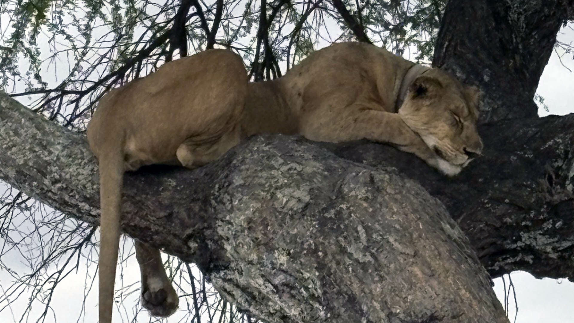 https://sjd.sfo3.digitaloceanspaces.com/Blogs/DOK-Tanzania-Lion.jpg