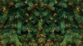 undecorated christmas tree