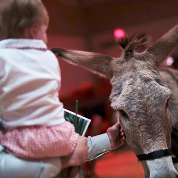 Donkey and child square